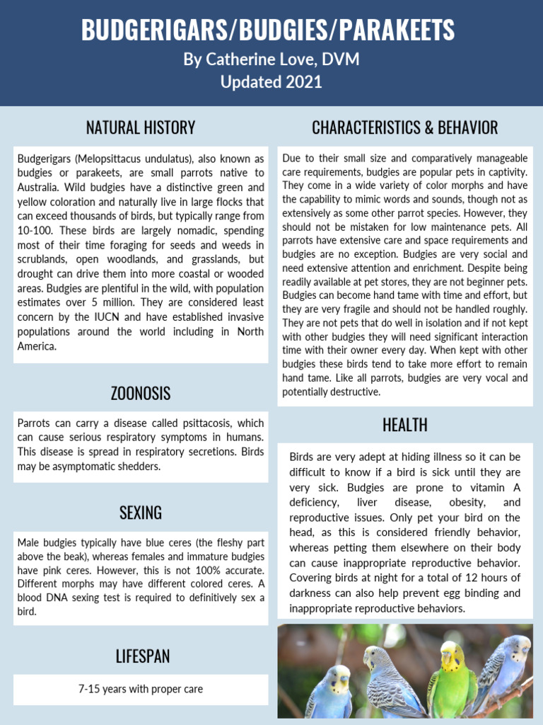 View of Budgies-Guide | PDF | Parrot | Birds