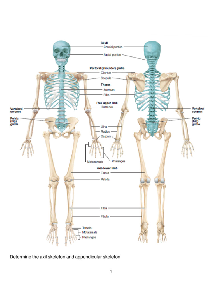 Skeletal System Practice - 1 | PDF