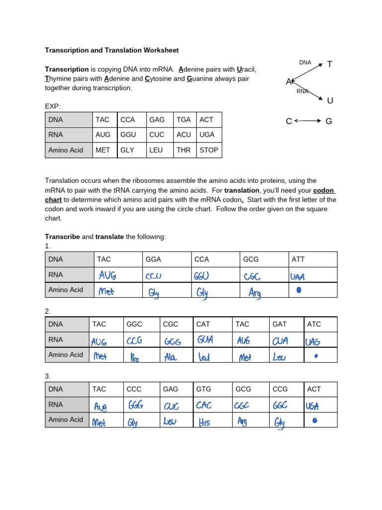 Dna Transcription Translation Guide Pdf