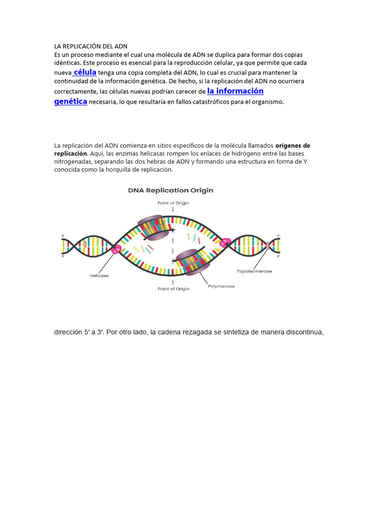 La Replicación Del Adn | PDF | Replicación De Adn | Adn
