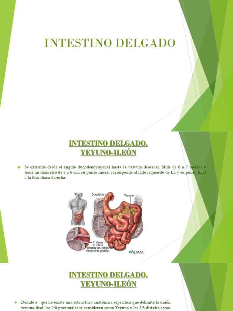 Yeyuno-Ileón: Anatomía y Funciones | PDF | Intestino grueso | Tracto ...