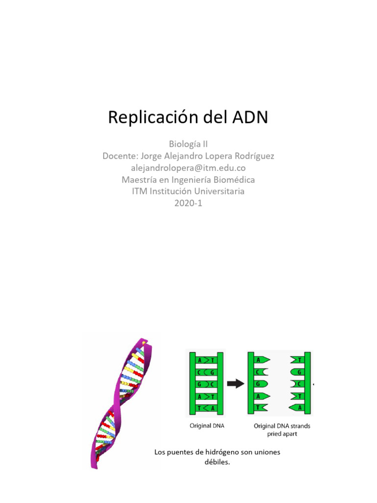 Replicación del ADN: Proceso y Enzimas | PDF | Replicación De Adn | Adn