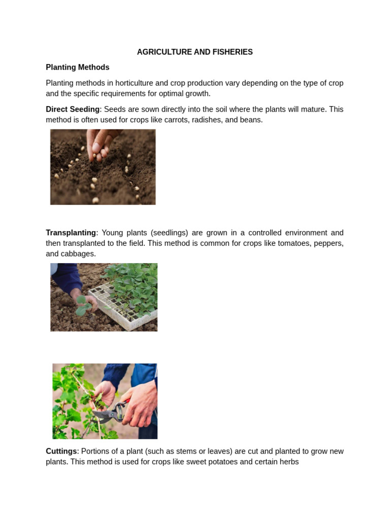 Agriculture Pdf Agriculture Vegetables