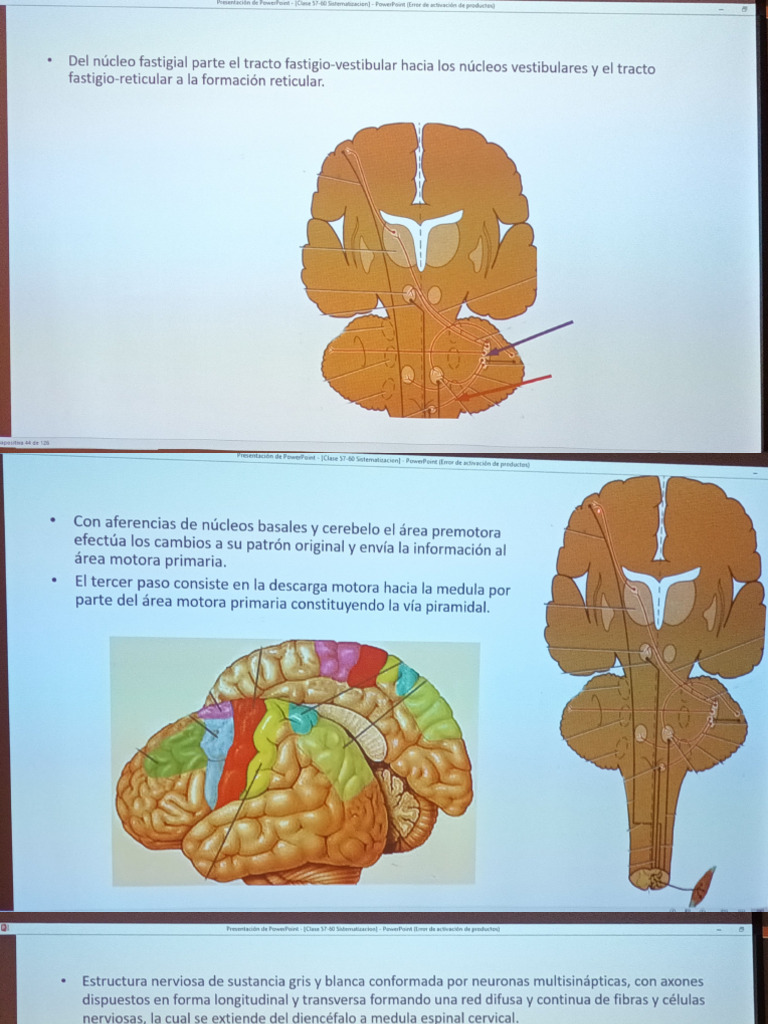 Red Reticular, Etc | PDF