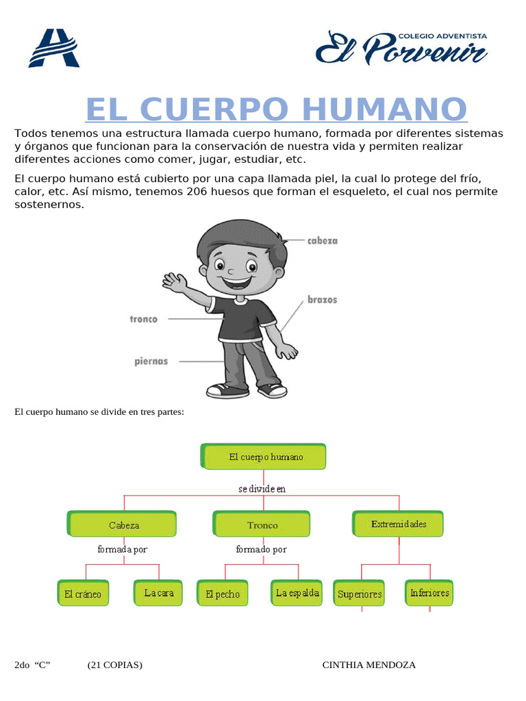 Estructura y Cuidado del Cuerpo Humano | PDF | Esqueleto | Anatomía humana