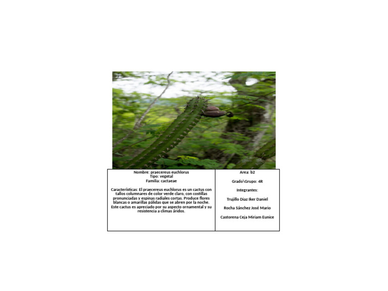 Cactus | PDF