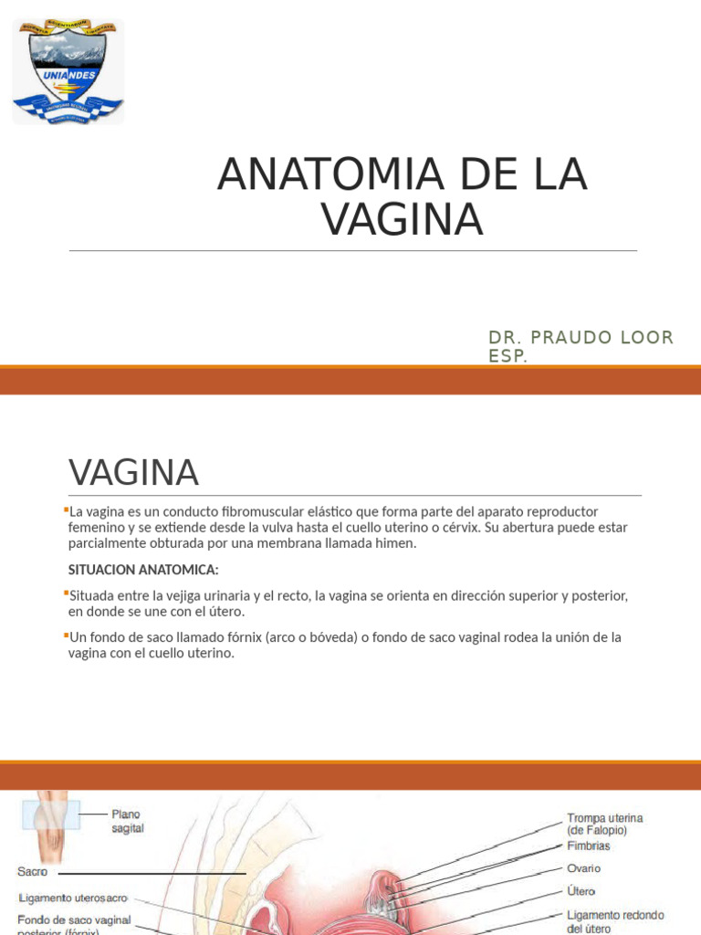 Anatomía de la Vagina y Vulva Femenina | PDF | Vagina | Ovario