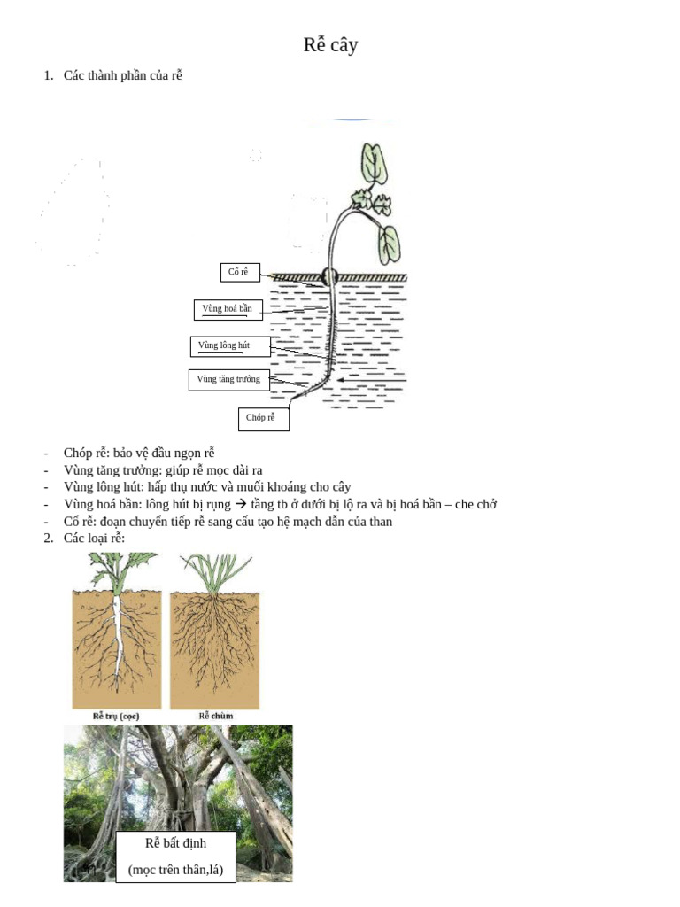 Rễ cây | PDF