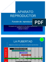 Patologias Del Aparato Re Product Or