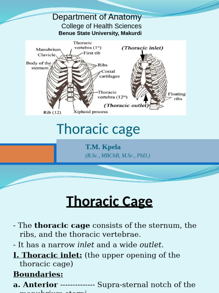 Thoracic Cagepresentation 1 | PDF | Vertebra | Thorax
