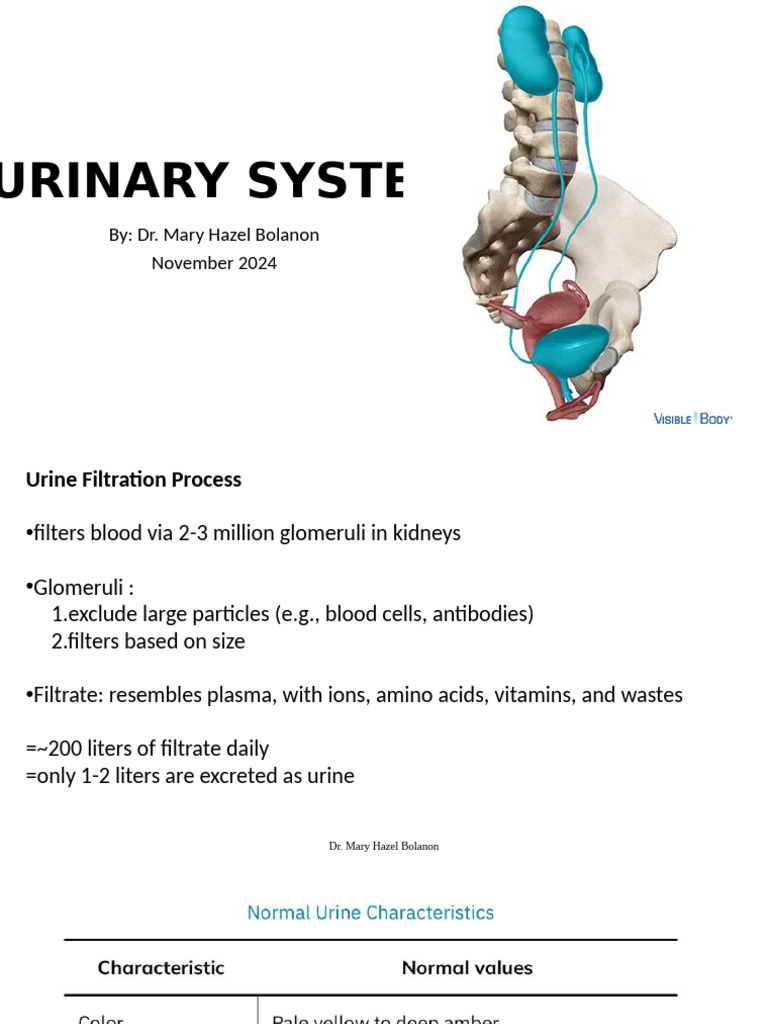 Urinary System Overview and Functions | PDF | Kidney | Urination
