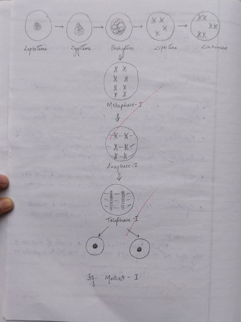 Meiosis Experiment 2 | PDF | Meiosis | Molecular Biology