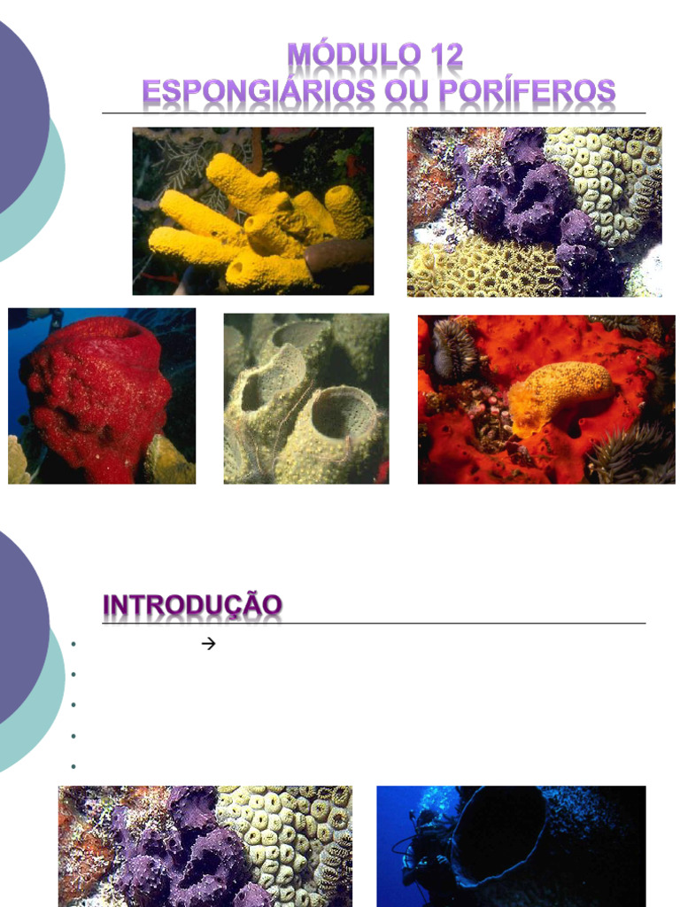 AULA-12-PORÍFEROS | PDF | Esponja