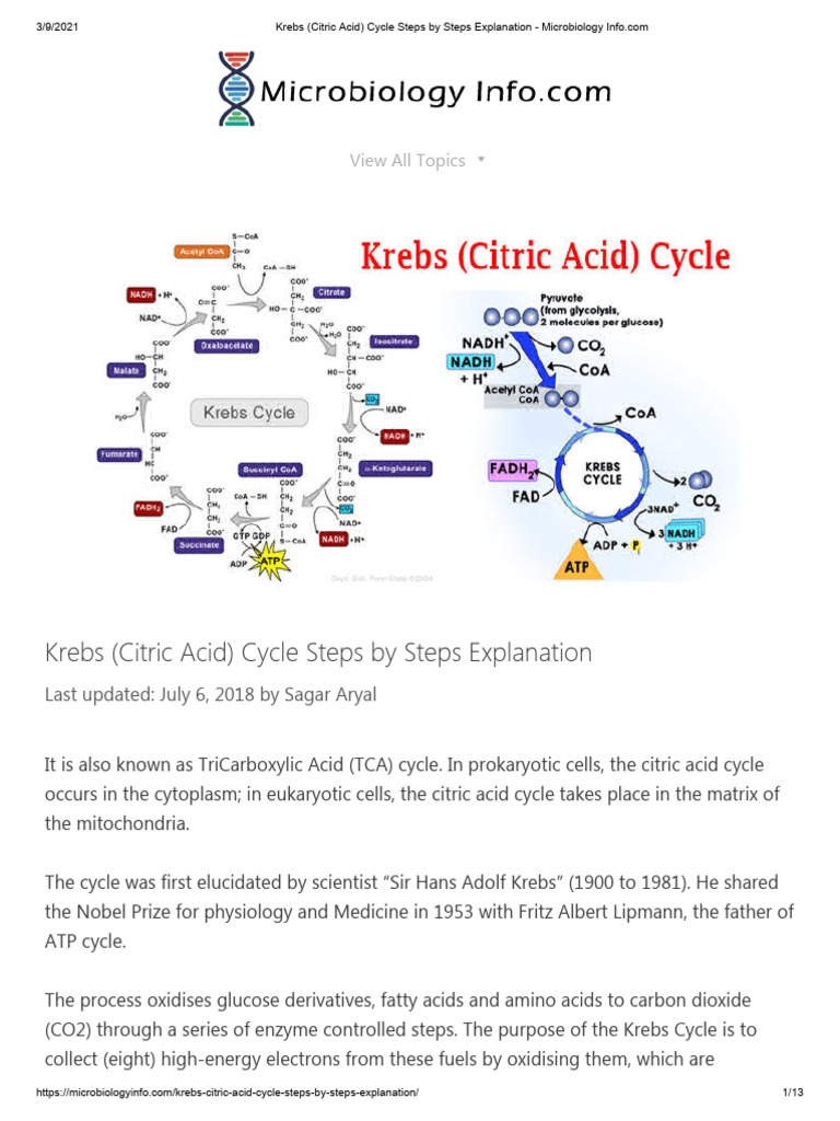 Krebs (Citric Acid) Cycle | PDF | Citric Acid Cycle | Chemistry