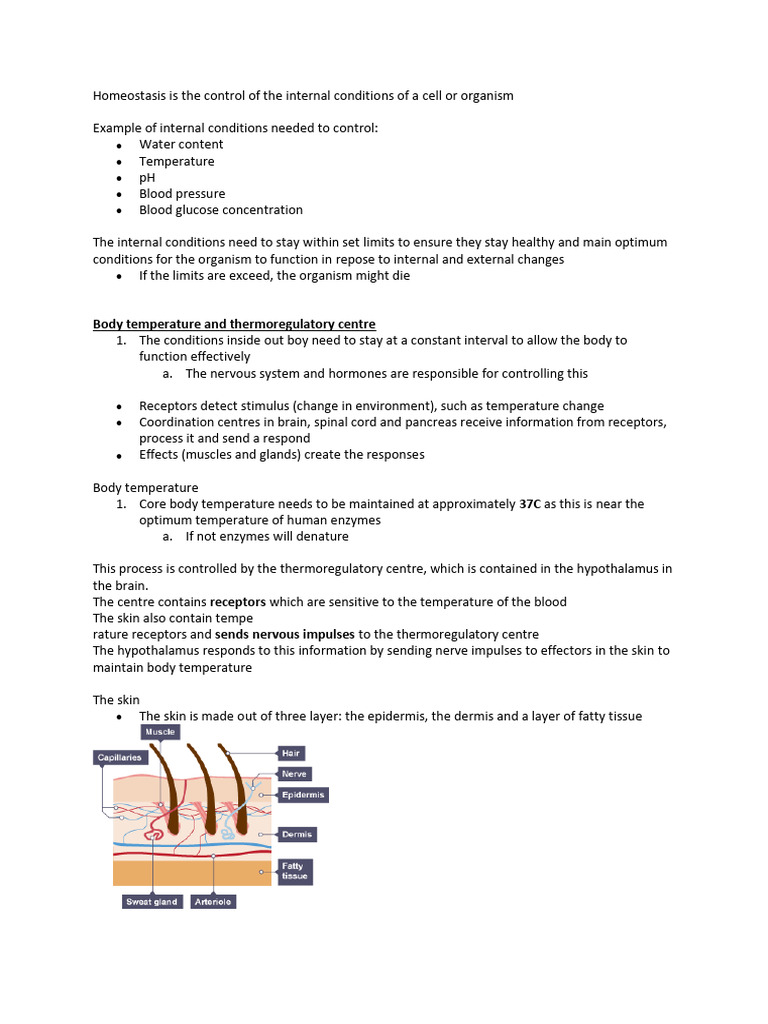 Hormonal Control in Homeostasis | PDF | Menstrual Cycle | Luteinizing ...