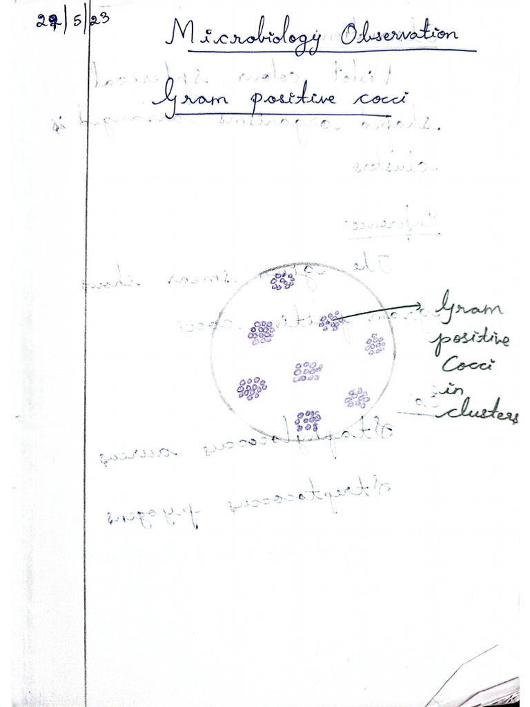 Gram + | PDF