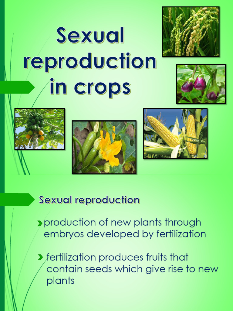 Sexual Reproduction in Crop Plants | PDF | Flowers | Pollination