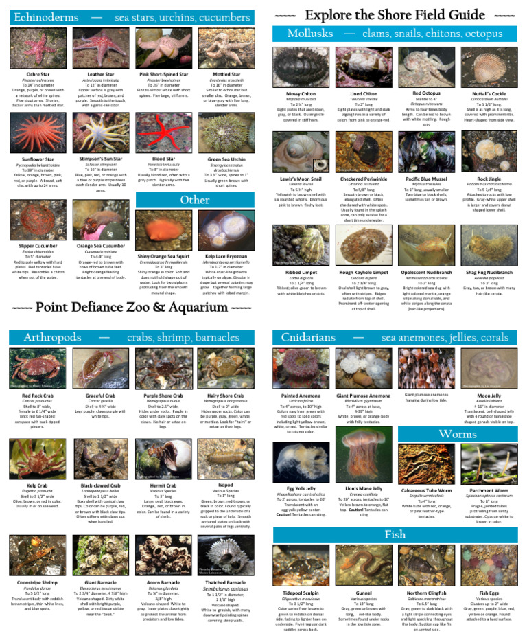 Pacific Tidepool Species Guide | PDF