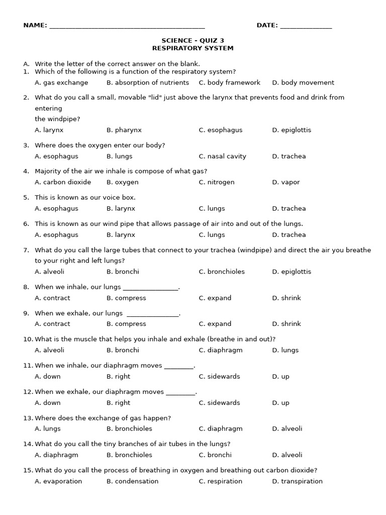 Respiratory System Quiz and Activities | PDF | Respiratory Tract | Lung