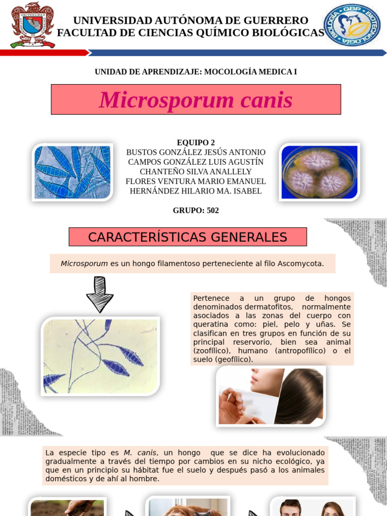 Microsporum Canis EXP. EQ.2 502 | PDF | Hongo | Microbiología
