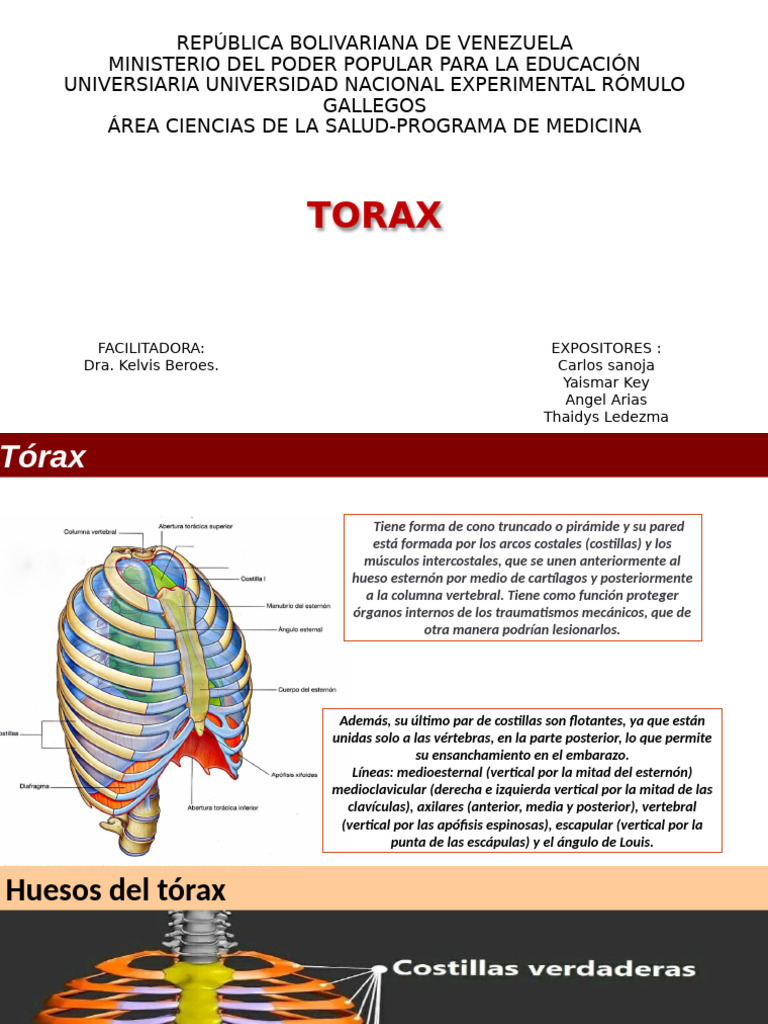 TORAX | PDF | Tórax | Tórax (anatomía humana)