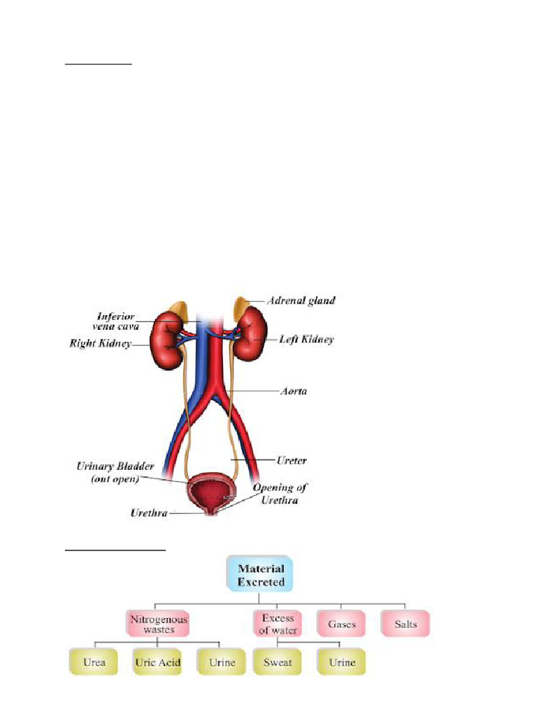 Excretion Pdf Kidney Excretion