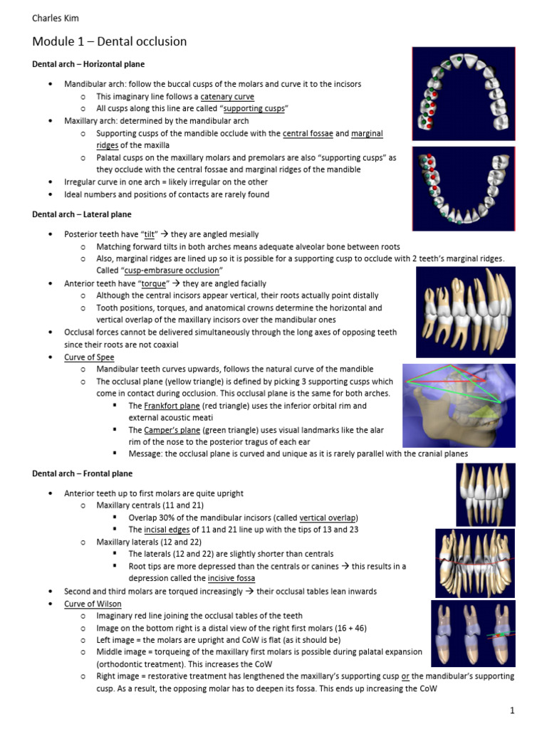 Occlusion Year 2 Notes | PDF | Dental Anatomy | Dentistry Branches