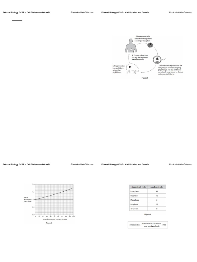 Cell Division and Growth - Edexcel Biology GCSE | PDF | Mitosis | Cell ...