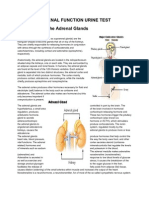 Adrenal Function Urine Test Explained