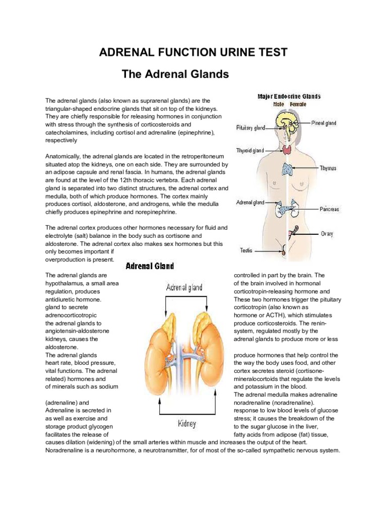 Adrenal Function Urine Test PDF Adrenal Gland Epinephrine