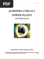 Jatropha Curcas l Power Plants Jatrofuels