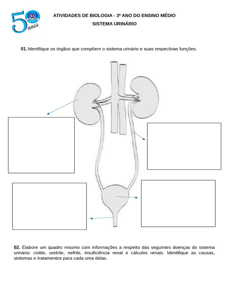 Atividades sobre o Sistema Urinário | PDF | Bem-estar | Ciências e ...
