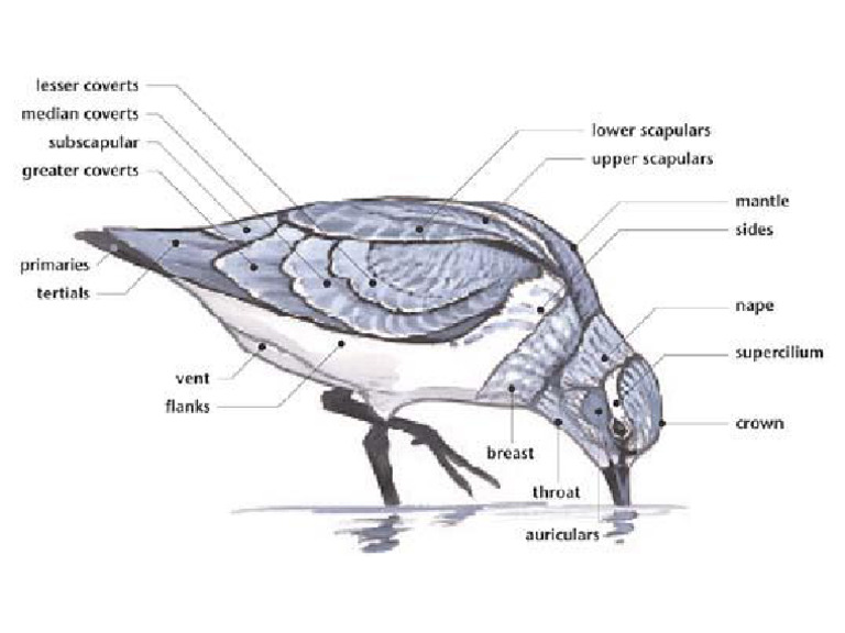 Anatomia Aves 005 | PDF