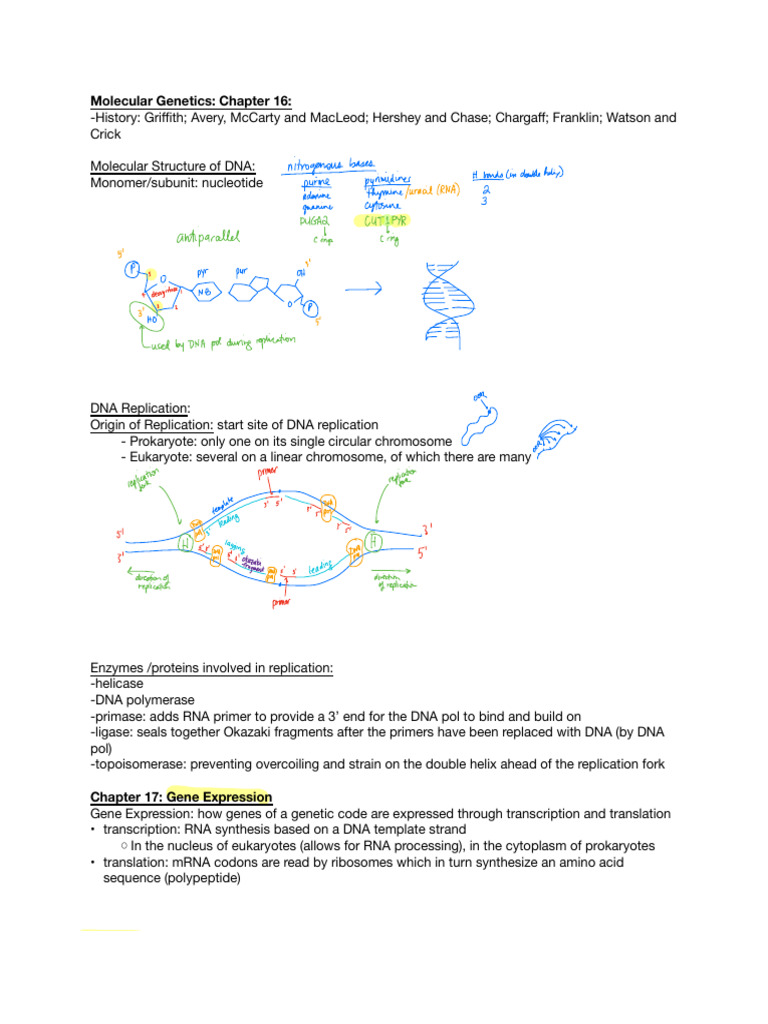 Molecular Genetics: DNA, Gene Expression, Regulation | PDF | Operon | Rna