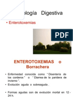 27 04 55 Enterotoxemia Corderos