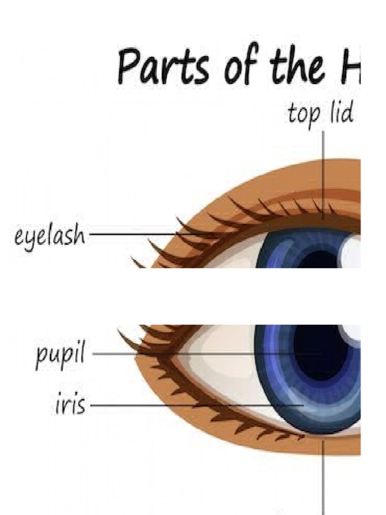 Parts of The Eye | PDF