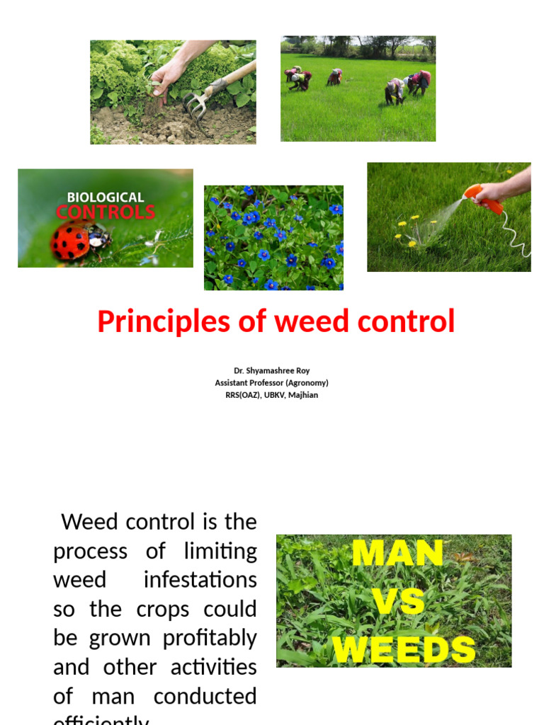 Effective Weed Control Strategies | PDF | Weed | Crop Rotation
