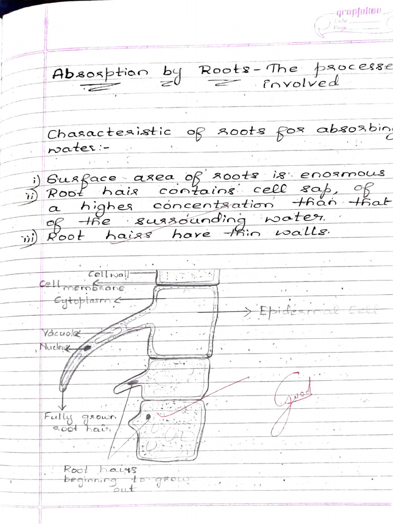 Root Absorption Processes Explained | PDF