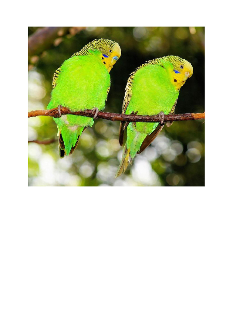 Parrot 2 | PDF
