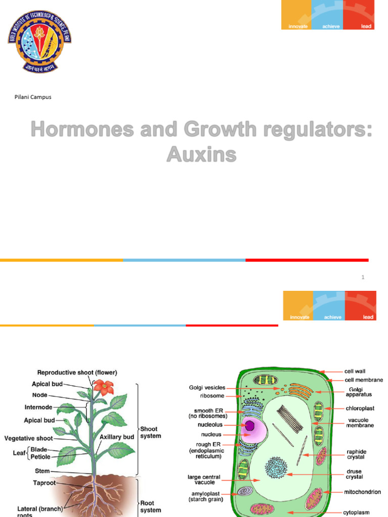 Lecture 30-32 (Auxin) | PDF | Auxin | Plant Hormone