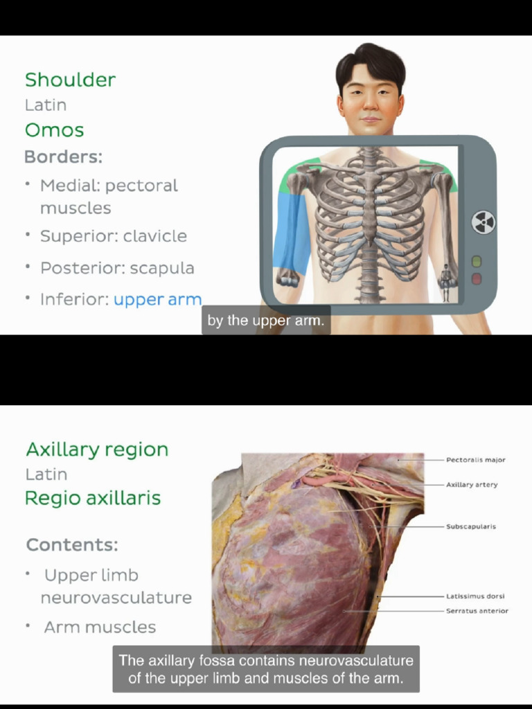 Upper Limb Basic Anatomy | PDF