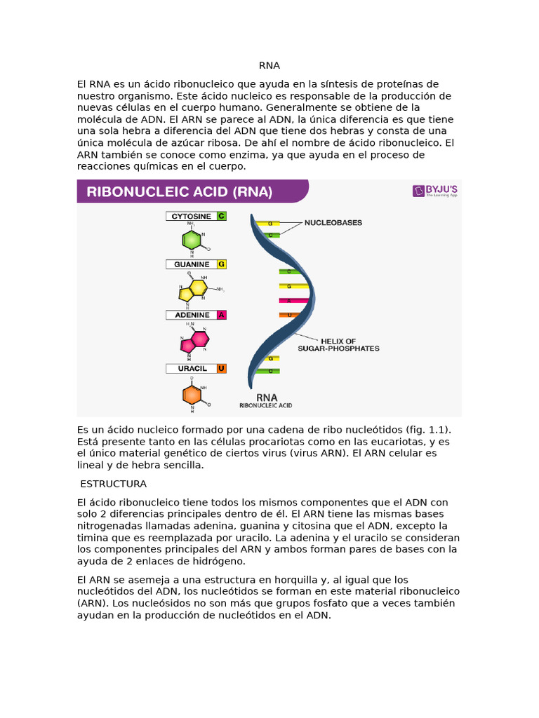 RNA | PDF | Rna | Adn