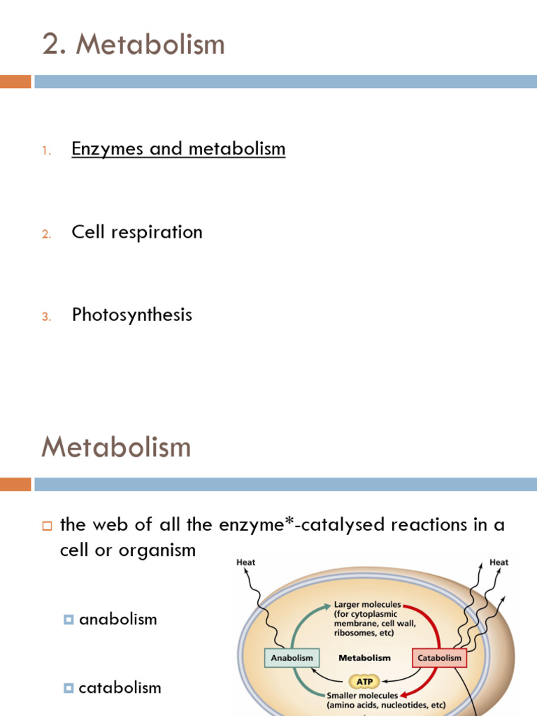 Understanding Metabolism and Enzymes | PDF | Enzyme | Active Site