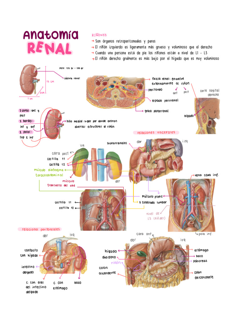 Anatomía y Función de los Riñones | PDF | Riñón | Abdomen