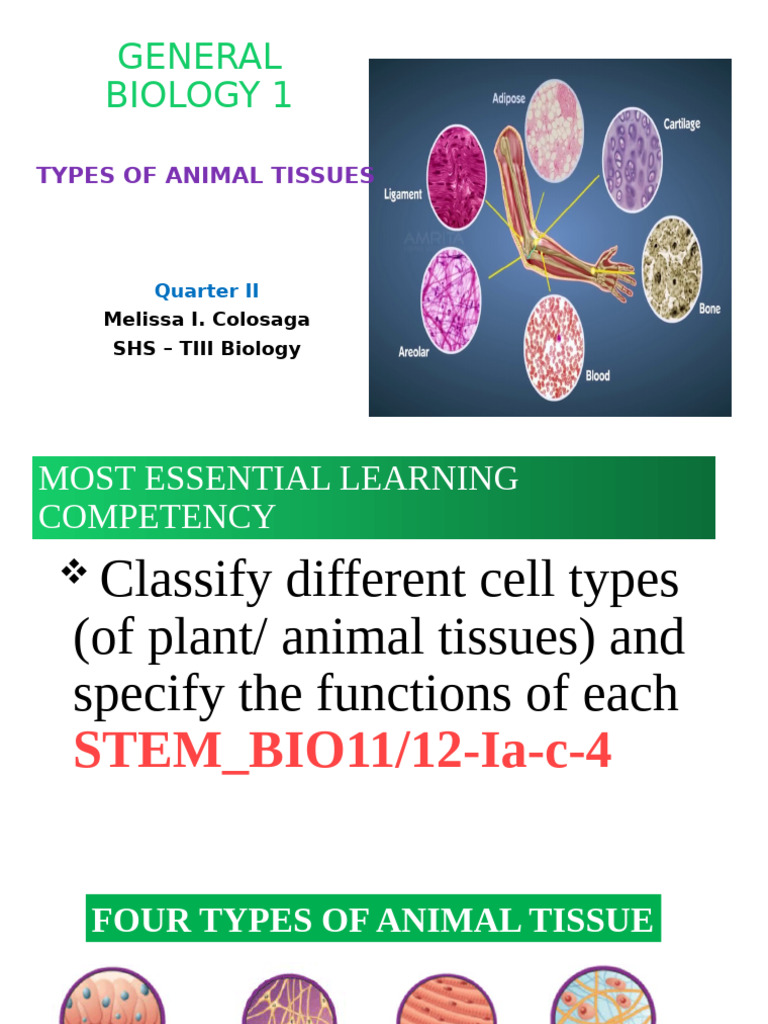 Lesson 1 Animal Tissues Epithelial Tissues | PDF | Epithelium | Pancreas