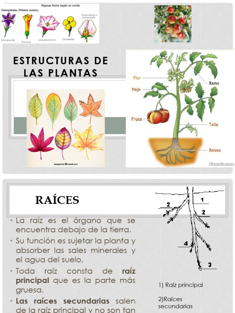 Estructura y funciones de la raíz | PDF | Raíz | Flores