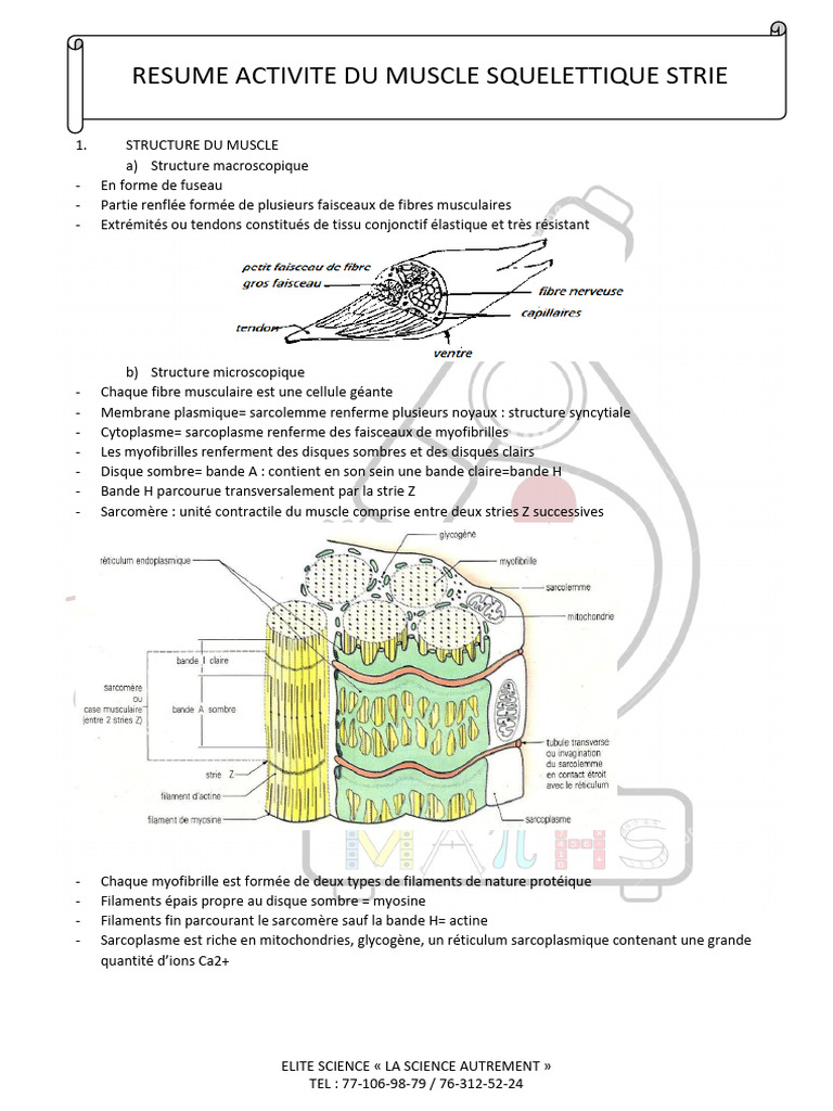 Structure et fonctionnement du muscle strié | PDF | Contraction du ...