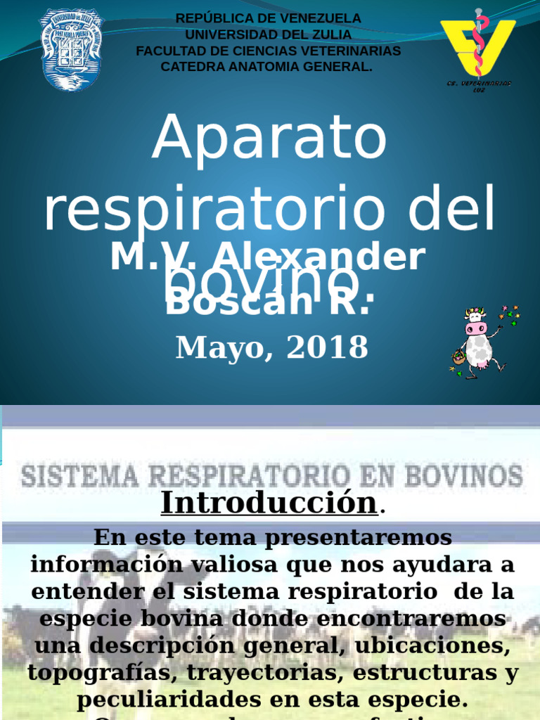 Aparato de La Respiracion Por Alexander B.R. | PDF | Laringe | Nariz humana