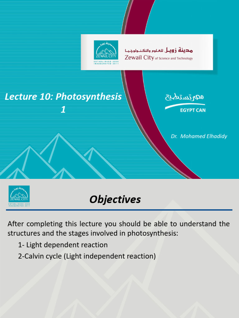 BIOL 101 Lecture 10 Photosynthesis Elhadidy | PDF | Nicotinamide ...