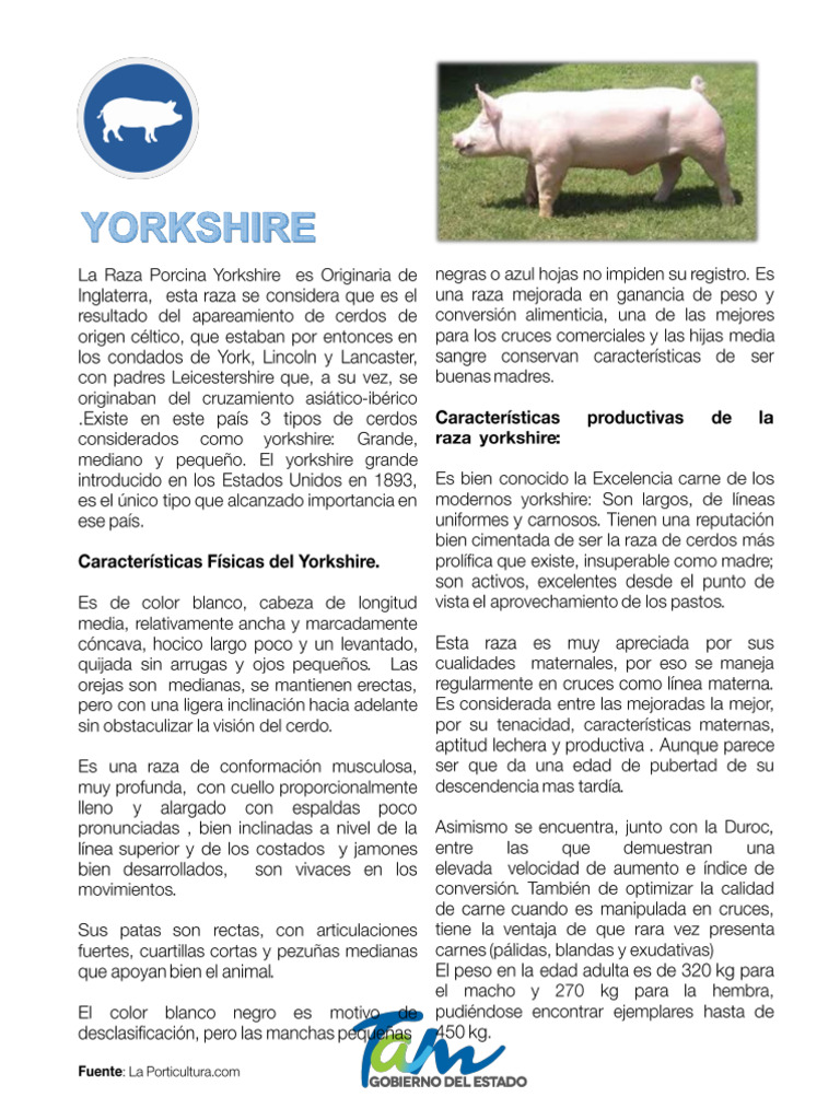 Yorkshire | PDF